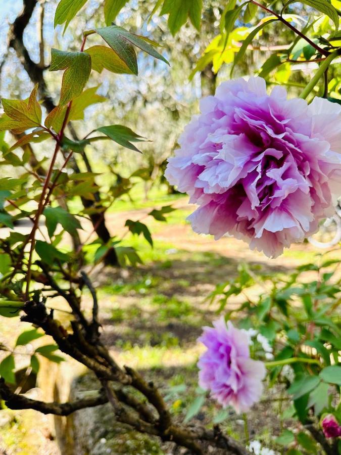 Podere Degli Ulivi Family Villa เซอราวาเลพิสโตเยเซ ภายนอก รูปภาพ